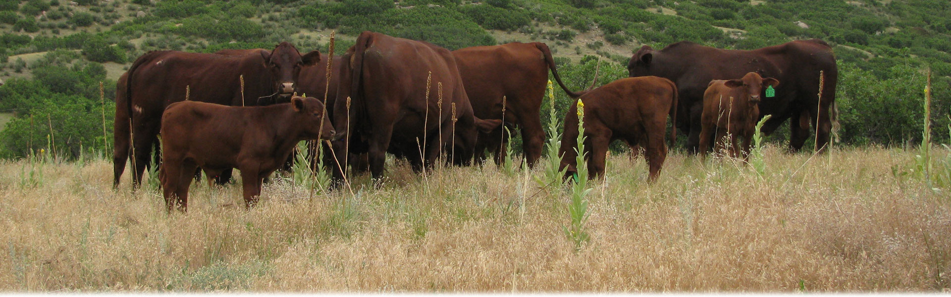 Cherokee Ranch and Castle Foundation